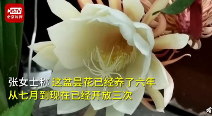 热点|罕见！居民家中昙花4个月开了3次，正常情况下1年只开花1次
