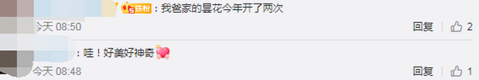 热点|罕见！居民家中昙花4个月开了3次，正常情况下1年只开花1次