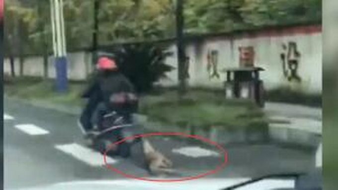 热点|称被狗咬后泄愤，男子骑电瓶车拖行大狗两公里，狗伤势严重