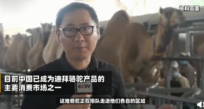 热点|火了！迪拜一牧场挂上中文横幅：发家致富靠勤劳，加油产奶去中国