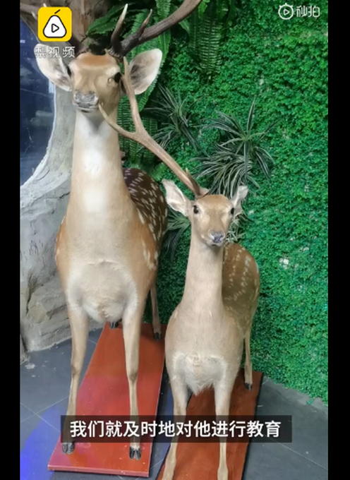 推荐|小学生拔标本鹿角给爷爷补身体，有网友引用《弟子规》评论此事