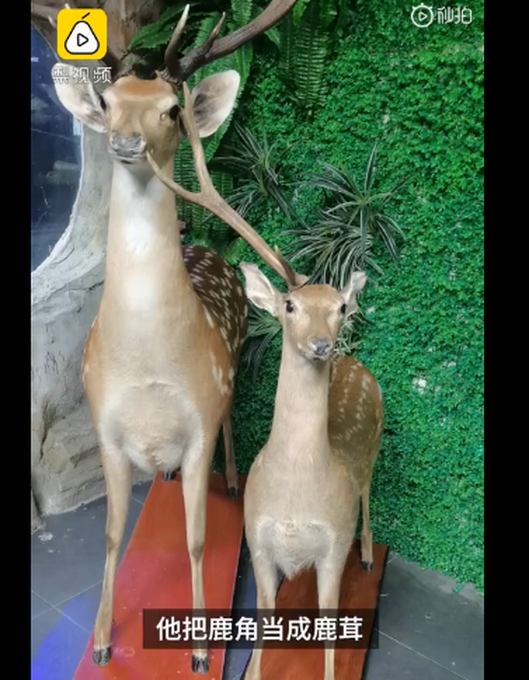 推荐|小学生拔标本鹿角给爷爷补身体，有网友引用《弟子规》评论此事