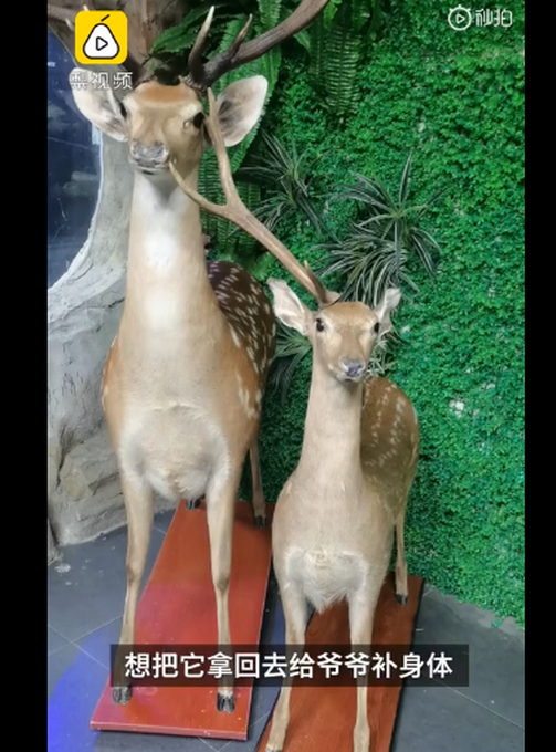 推荐|小学生拔标本鹿角给爷爷补身体，有网友引用《弟子规》评论此事