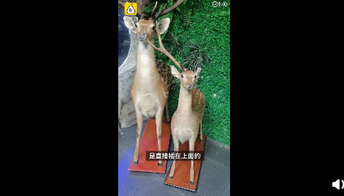 |小学生拔标本鹿角给爷爷补身体，网友评论三观很正，你怎么看？