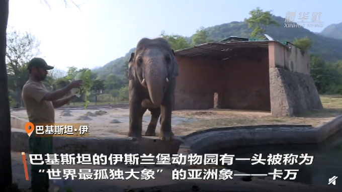 |“世界最孤独大象”退休，从巴基斯坦被送往柬埔寨安享晚年