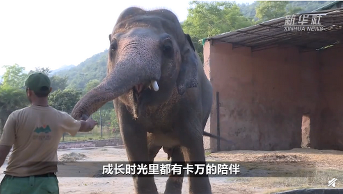 |“世界最孤独大象”退休，从巴基斯坦被送往柬埔寨安享晚年