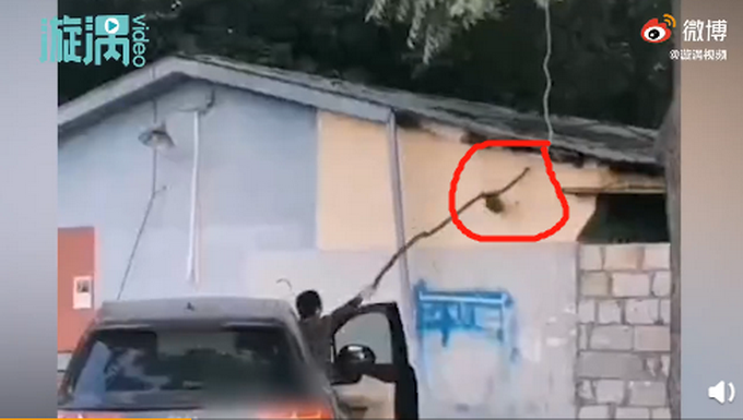 |男子开车捅蜂窝被蛰40多下，直呼头痛：脑袋两边都是懵的！