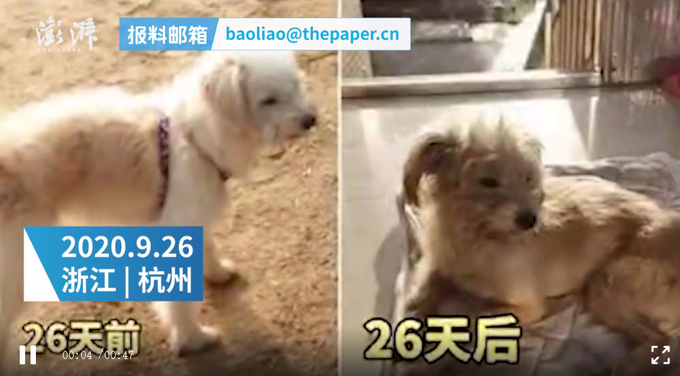 推荐|7岁狗狗被落在高速服务区，流浪26天找回60公里外的家，瘦了2圈