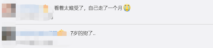 推荐|7岁狗狗被落在高速服务区，流浪26天找回60公里外的家，瘦了2圈