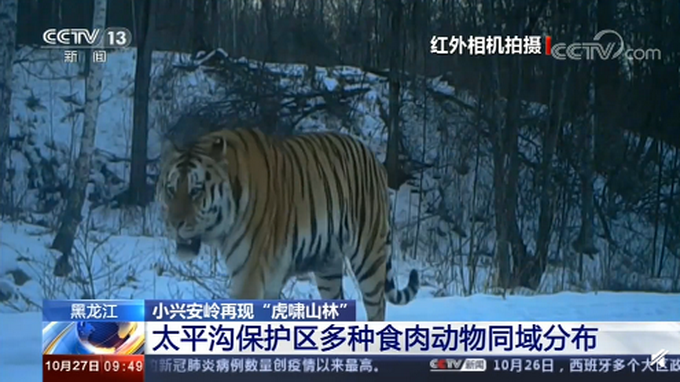 |小兴安岭首次找到东北虎吃熊证据，网友：森林之王，名不虚传