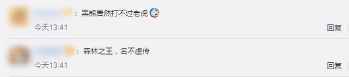 |小兴安岭首次找到东北虎吃熊证据，网友：森林之王，名不虚传