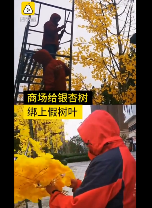 推荐|郑州一商场撸掉银杏真树叶绑上假的，网友：什么迷惑行为？