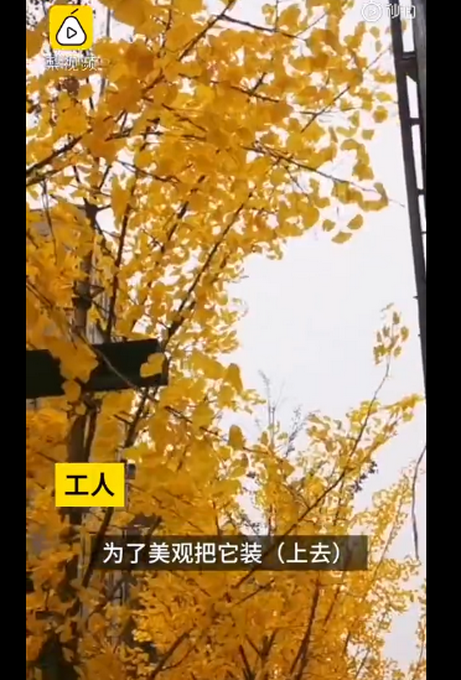 推荐|郑州一商场撸掉银杏真树叶绑上假的，网友：什么迷惑行为？