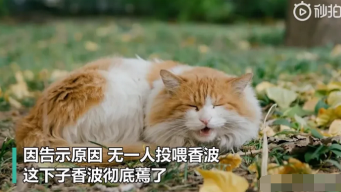 热点|北大流浪猫因抓人被连贴12张告示，猫：咦，为啥没人喂我啦！