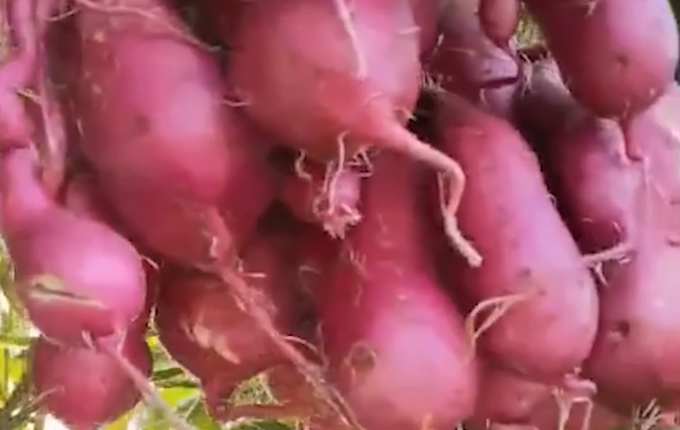 神奇|神了！退休专家牵牛花嫁接种出空中红薯，网友：不知味道如何