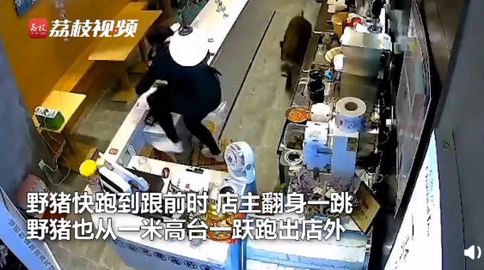 推荐|野猪窜进奶茶店吓坏女店员，跃一米高台逃跑 网友：动物界的跨栏高手
