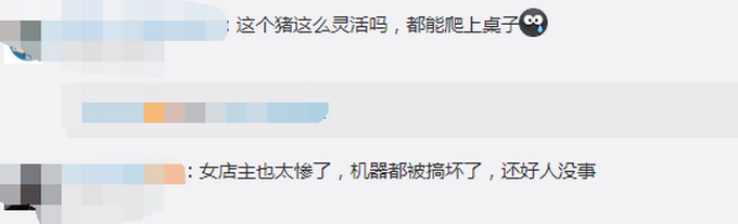 推荐|野猪窜进奶茶店吓坏女店员，跃一米高台逃跑 网友：动物界的跨栏高手