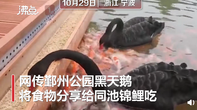 |好有爱！黑天鹅“亲吻”式喂锦鲤