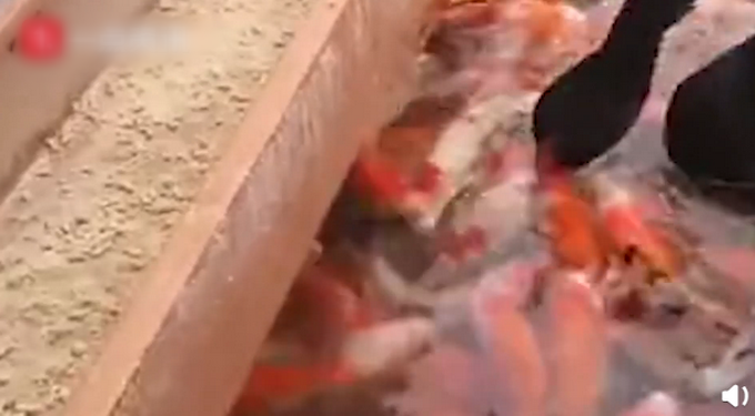 |好有爱！黑天鹅“亲吻”式喂锦鲤