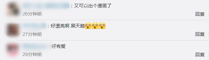 |好有爱！黑天鹅“亲吻”式喂锦鲤