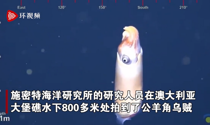 |画面曝光！人类首次拍到活的公羊角乌贼，网友却“灵魂发问”：好吃吗？