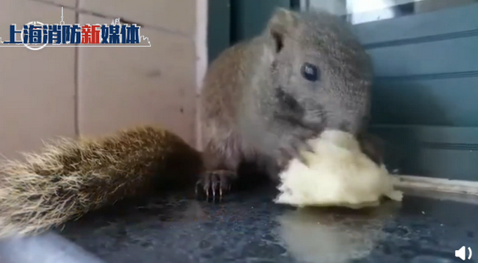 推荐|消防员救下坠树小松鼠成奶爸，画面温馨又暖人！网友：可爱到融化