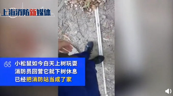 推荐|消防员救下坠树小松鼠成奶爸，画面温馨又暖人！网友：可爱到融化