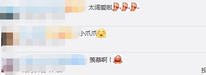 推荐|消防员救下坠树小松鼠成奶爸，画面温馨又暖人！网友：可爱到融化