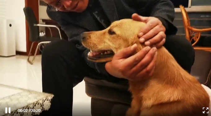 推荐|被寄养金毛暴走100多公里回家，仅凭一次坐车记忆！主人：再不分开