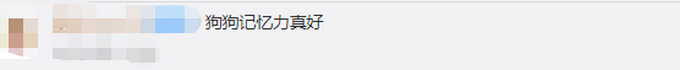 推荐|被寄养金毛暴走100多公里回家，仅凭一次坐车记忆！主人：再不分开