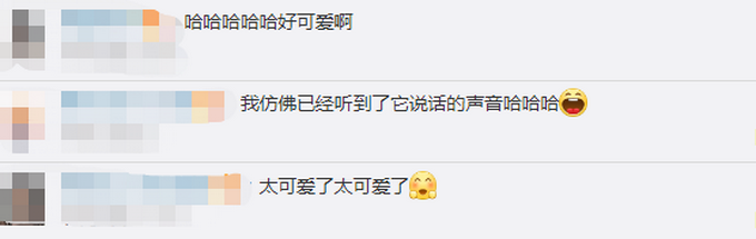 推荐|狗子连喊带比划叫小伙伴出去玩，肢体语言达到巅峰！网友：急得就差说话了