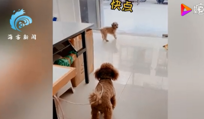 |狗狗连喊带比划叫小伙伴出门玩，肢体语言贼丰富！网友：急得就差说话了