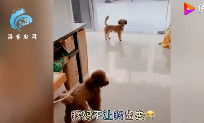 |狗狗连喊带比划叫小伙伴出门玩，肢体语言贼丰富！网友：急得就差说话了