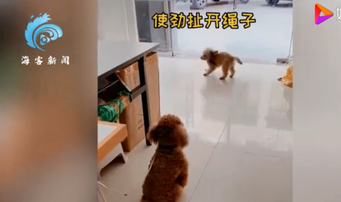 |狗狗连喊带比划叫小伙伴出门玩，肢体语言贼丰富！网友：急得就差说话了