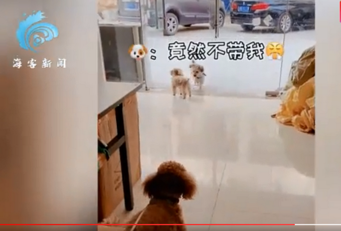 |狗狗连喊带比划叫小伙伴出门玩，肢体语言贼丰富！网友：急得就差说话了