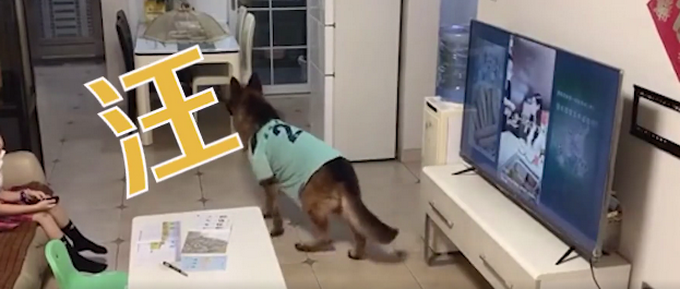 |狗狗连喊带比划叫小伙伴出门玩，肢体语言贼丰富！网友：急得就差说话了