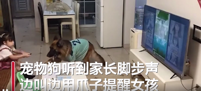 |狗狗连喊带比划叫小伙伴出门玩，肢体语言贼丰富！网友：急得就差说话了