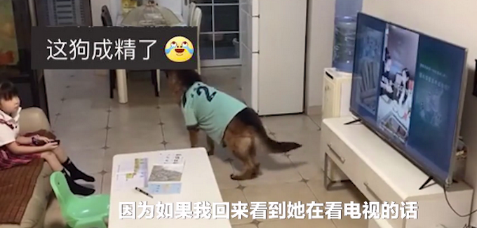 |狗狗连喊带比划叫小伙伴出门玩，肢体语言贼丰富！网友：急得就差说话了