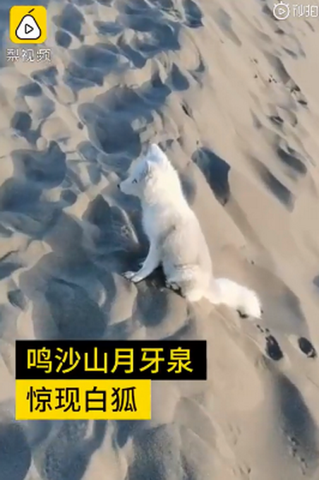 热点|月牙泉景区来了一只小白狐，工作人员发出提醒，网友：浅浅是你吗？