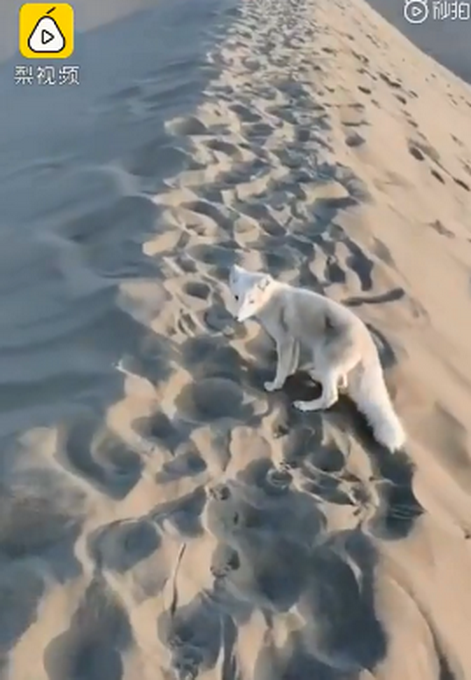 热点|月牙泉景区来了一只小白狐，工作人员发出提醒，网友：浅浅是你吗？