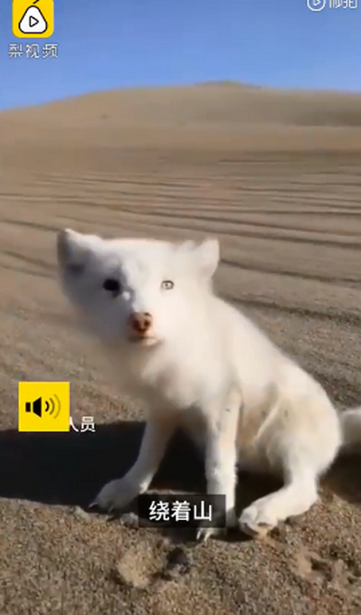热点|月牙泉景区来了一只小白狐，工作人员发出提醒，网友：浅浅是你吗？
