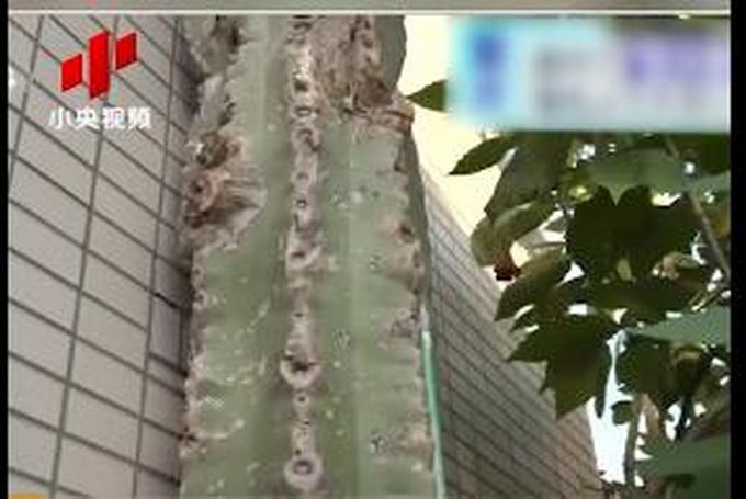 热点|日本街头仙人掌长到3层楼高，网友：仙人掌兽？会有奥特曼来打败它吗