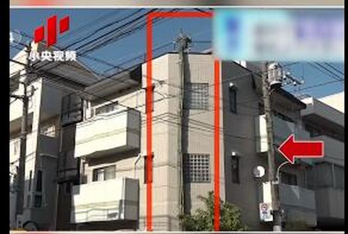 热点|日本街头仙人掌长到3层楼高，网友：仙人掌兽？会有奥特曼来打败它吗