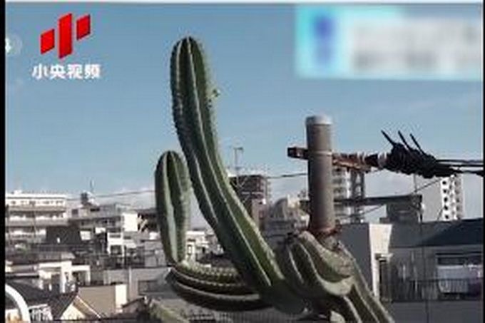 热点|日本街头仙人掌长到3层楼高，网友：仙人掌兽？会有奥特曼来打败它吗
