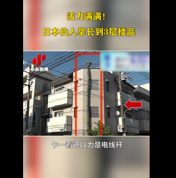 推荐|日本街头仙人掌长到3层楼高，乍一看以为是电线杆 网友：成精了？