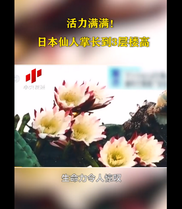 推荐|日本街头仙人掌长到3层楼高，乍一看以为是电线杆 网友：成精了？