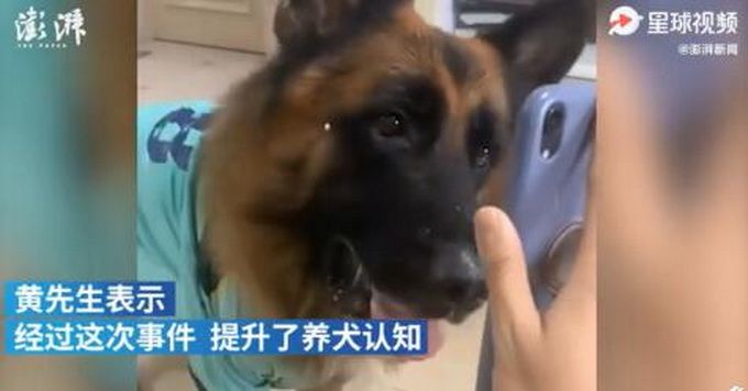 热点|深圳网红狗“糯米”收到500元罚单，官方解释处罚原因，主人：会吸取教训