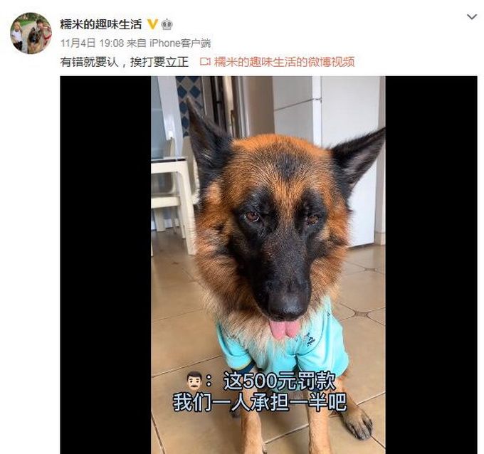 热点|深圳网红狗“糯米”收到500元罚单，官方解释处罚原因，主人：会吸取教训