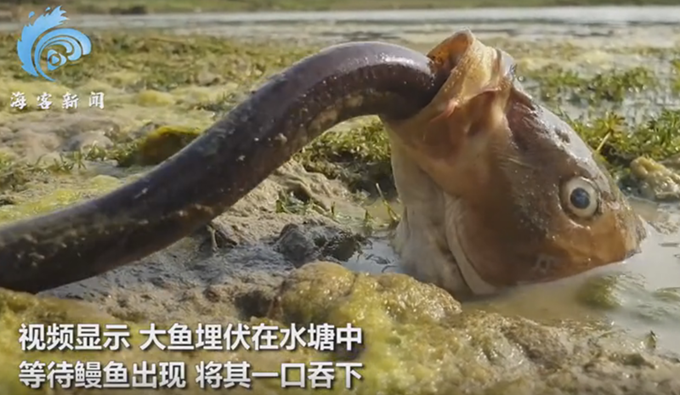 镜头拍下大鱼捕食鳗鱼全程:一口嗦进嘴里,狼吞虎咽直接进肚