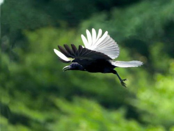 日本现罕见白翼乌鸦 网友:天下乌鸦不是一般黑